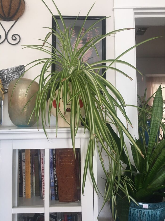 My Punk-Style Spider Plant