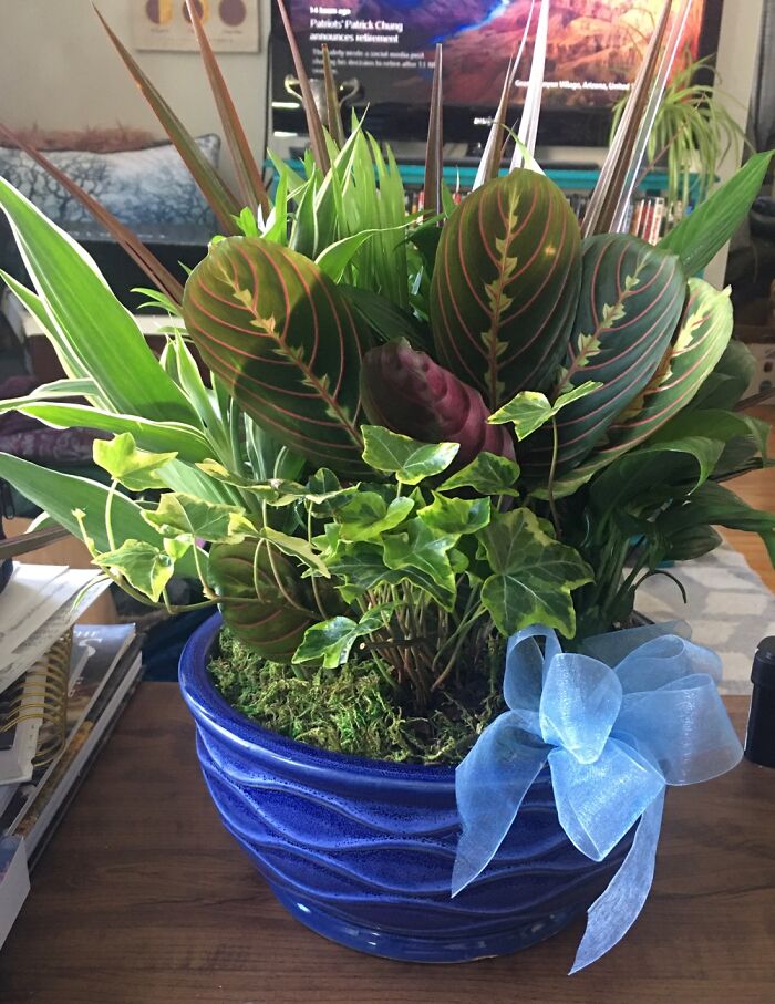 “Dish Garden” My Australian Friend (I Live In The Us) Arranged To Be Delivered On My Birthday!