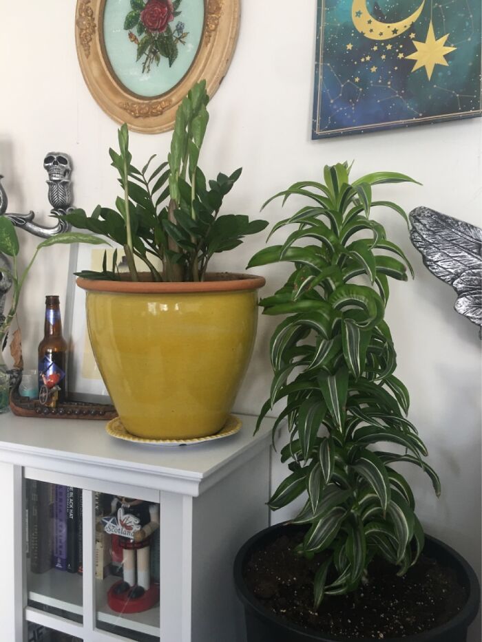 Zz Sprouting For The 1st Time And 2’ Tall Dracaena That Was Only 4” When I Got Him 2 Years Ago!