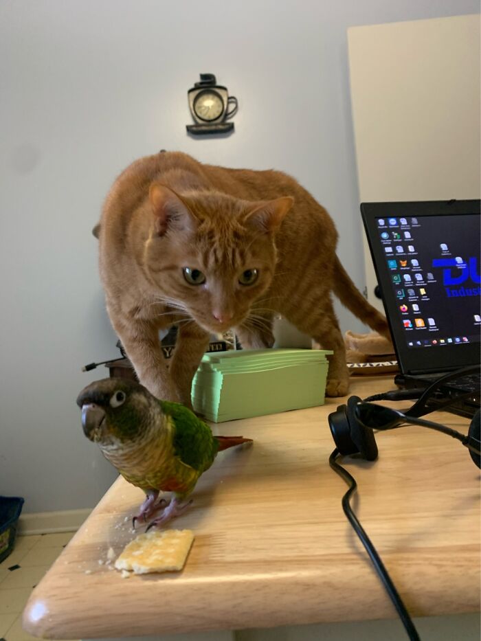 I Got A Bird During Lockdown. Cat Shown For Scale.