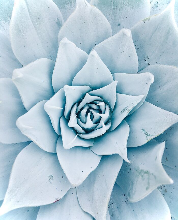 My Frosty Succulent