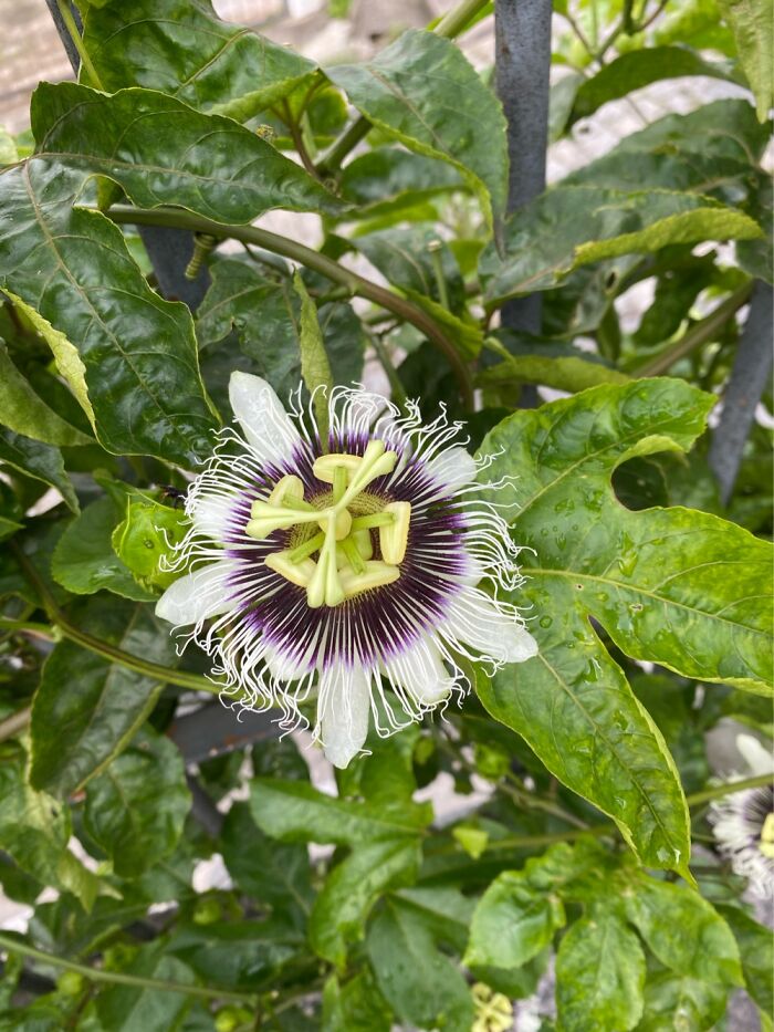 Passiflora From My Parent’s House