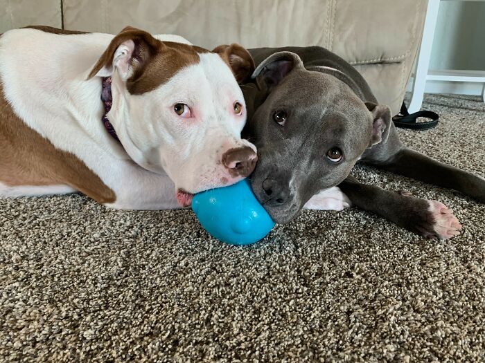 My Two Sweet Rescue Pitties