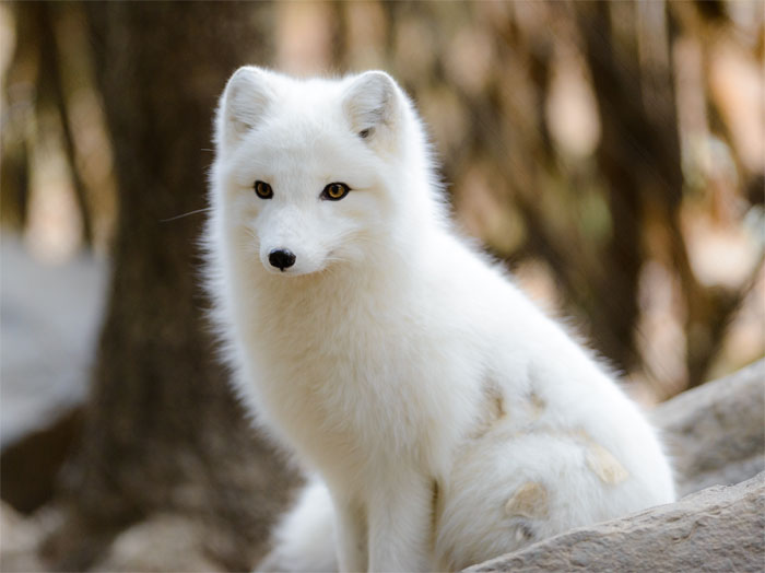 Iceland's Only Native Land Mammal Is The Arctic Fox