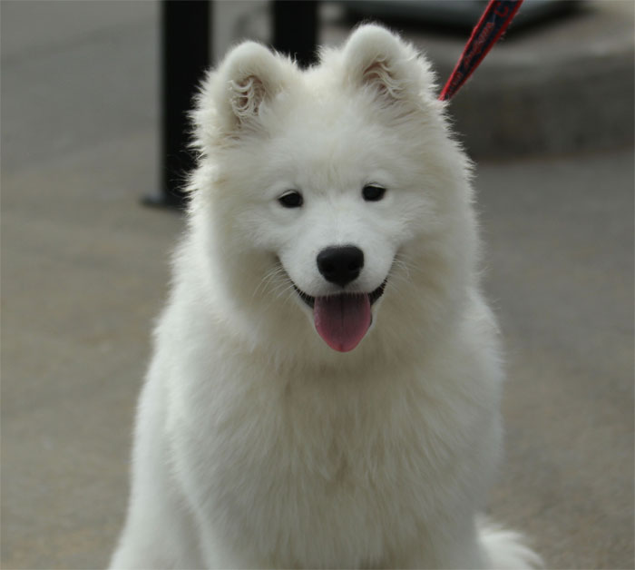 En Reikiavik se prohibió tener perros como mascotas entre 1924 y 1984