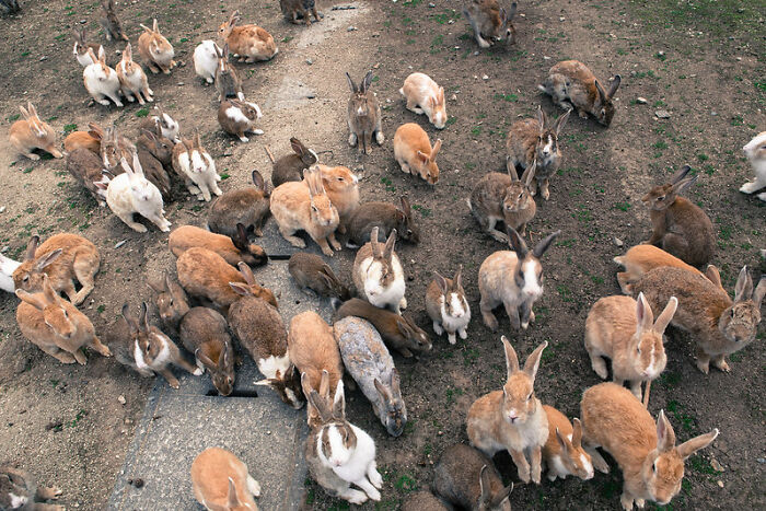 There’s An Island With Hundreds Of Rabbits