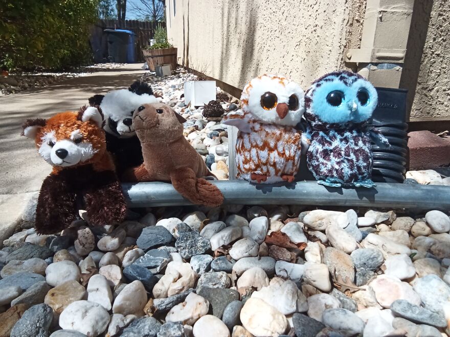 My Stuffed Red Panda, Panda, Fur Seal Pup And A Few Others Went On A Huge Adventure In My Backyard