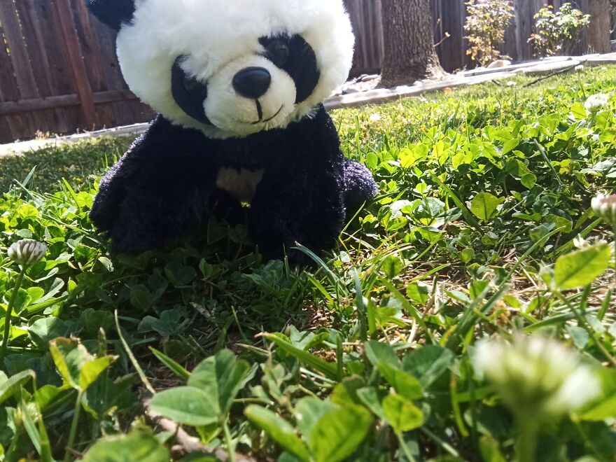 My Stuffed Red Panda, Panda, Fur Seal Pup And A Few Others Went On A Huge Adventure In My Backyard