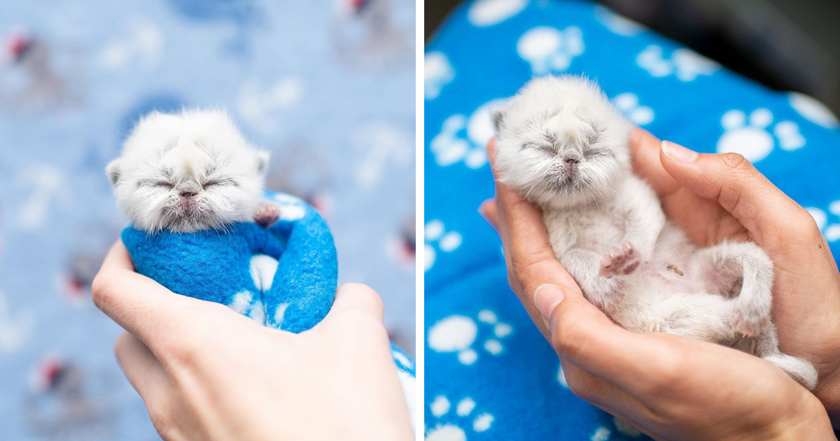 Meet Grandpa The Newborn Kitten Who Took Over The Internet With His Unusual Looks And Charm