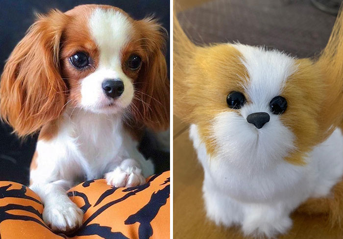 Mil Ordered From A Dodgy Website Showcasing Realistic Puppy Toys. Right Is What Arrived