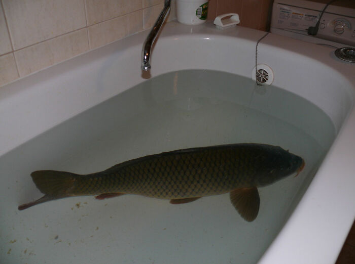 In Slovakia, A Live Carp Is Kept In A Bathtub Before Preparing It For Christmas Dinner