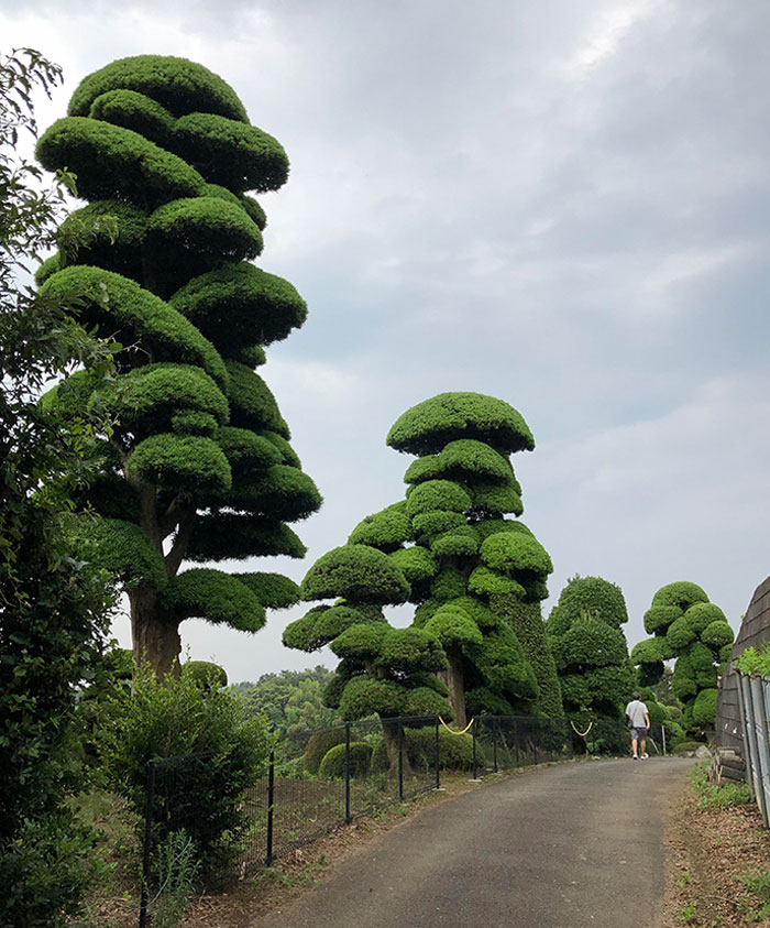 I Live In A Pretty Boring Neighborhood In Japan So Decided To Try This App. Went With The Intention Of Something Interesting. Found A Garden Of Giant Trees Looking Like This
