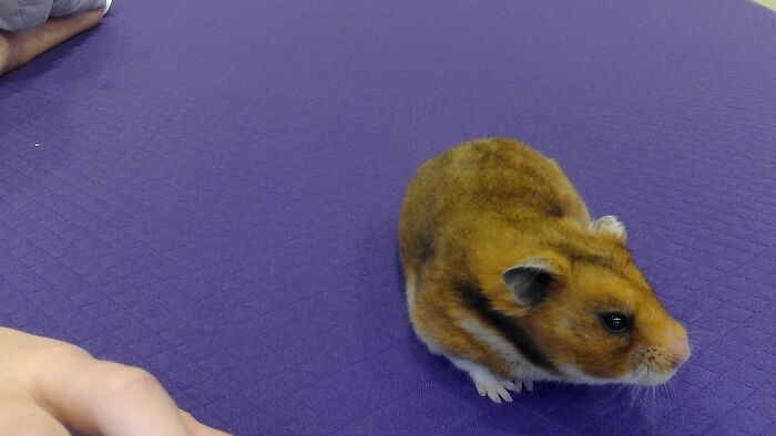 This Is My Hamster Sparrow!