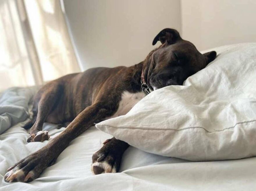 Woman Adopts A Dog That Has Never Known A Soft Bed Or Toys And Gives Her A Family