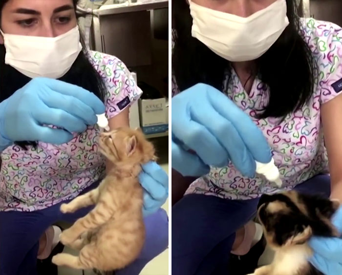 Viral Video Shows A Cat Walking Into A Hospital With Her Newborn Kitten To Get Medics To Help It