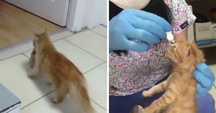 Viral Video Shows A Cat Walking Into A Hospital With Her Newborn Kitten To Get Medics To Help It