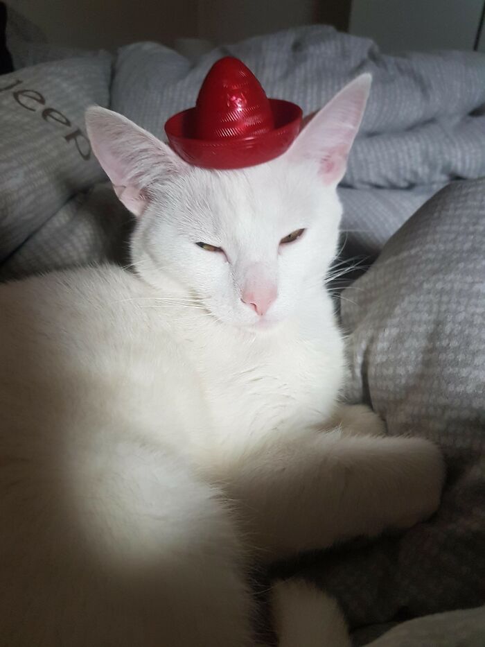 My Cat Truus Wearing A Cute Hat For The Occasion.