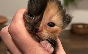 Meet Apricot, An Orphan Kitten With A Perfectly Split Face That Mesmerized Everyone With Her Beauty