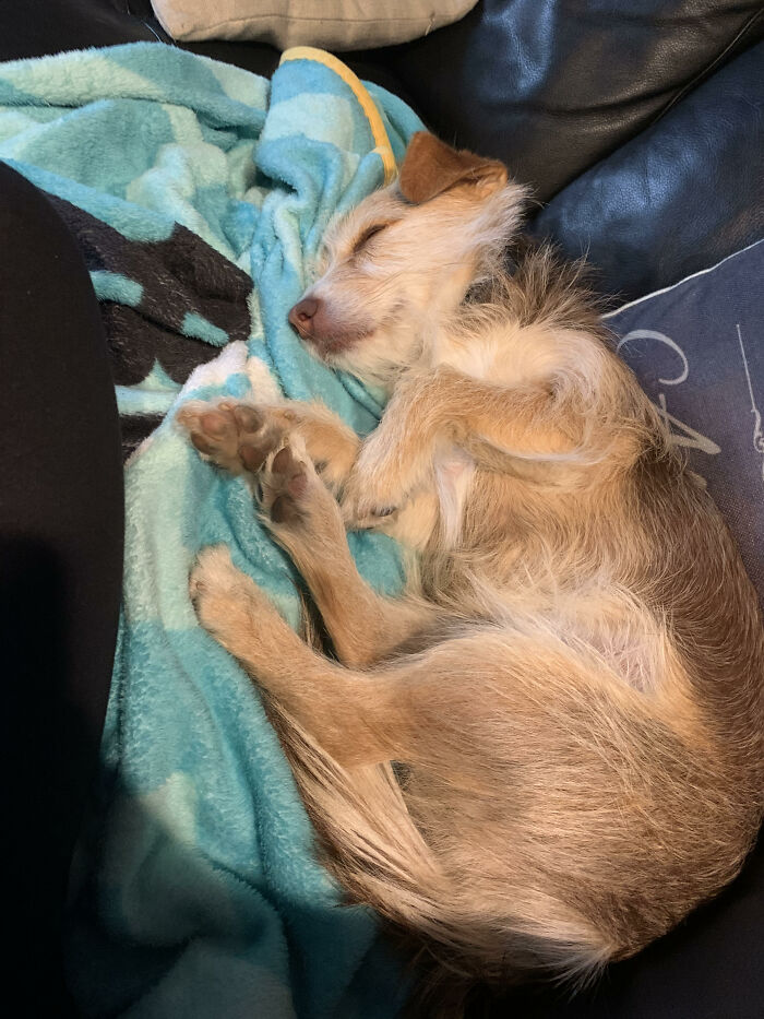 This Is Joy. A Dachshund-Terrier Mix. Such A Cuddle Bug, Is So Happy!