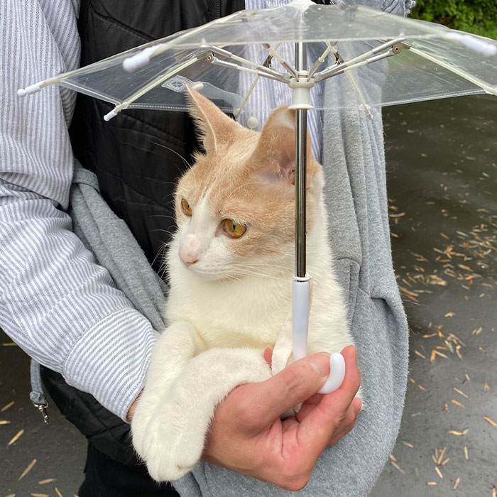 This Japanese Kitten And His Custom-Made Umbrella Will Probably Brighten Up Your Day