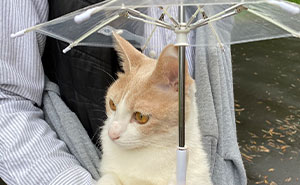 Kitten Uses A Tiny Custom-Made Umbrella To Go On Walks During Rainy Days