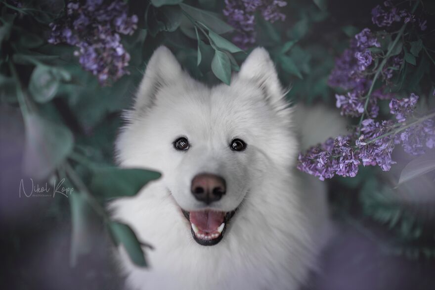 My Flower Power Dog Photos (10 Pics)
