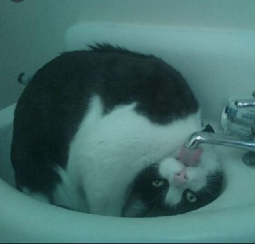 5 Pics Of Cats In Places---Where They Shouldn't Be!