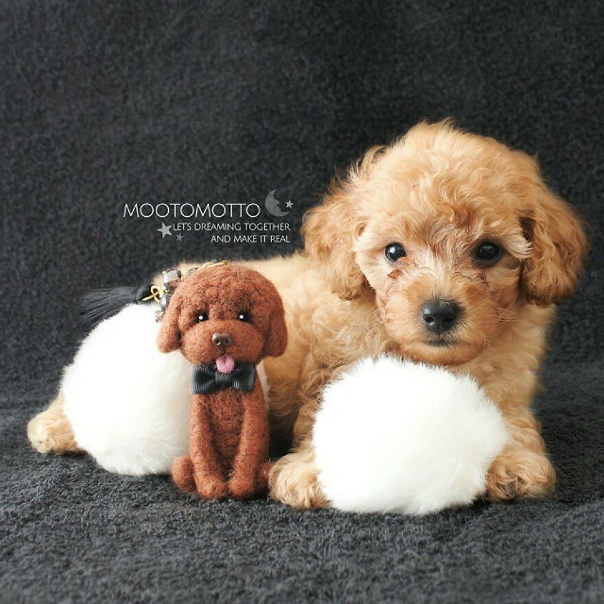 " Life Is Better With A Dog!💙 "
and, I'm Officially Become A Poodle Owner! Yeyyy!! 🙌🎉
thanks To @bitesnbarker 😁 #toylookseriesmootomotto #needlefelted #poodle #ニードルフェルト #handmade