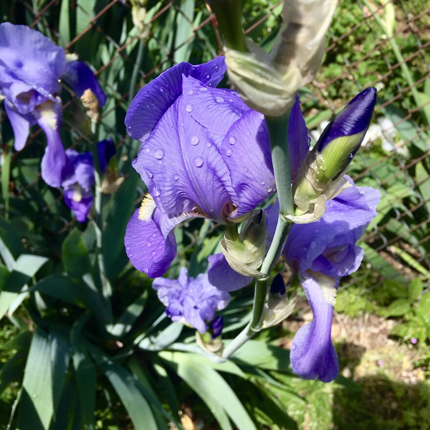 Portland Irises