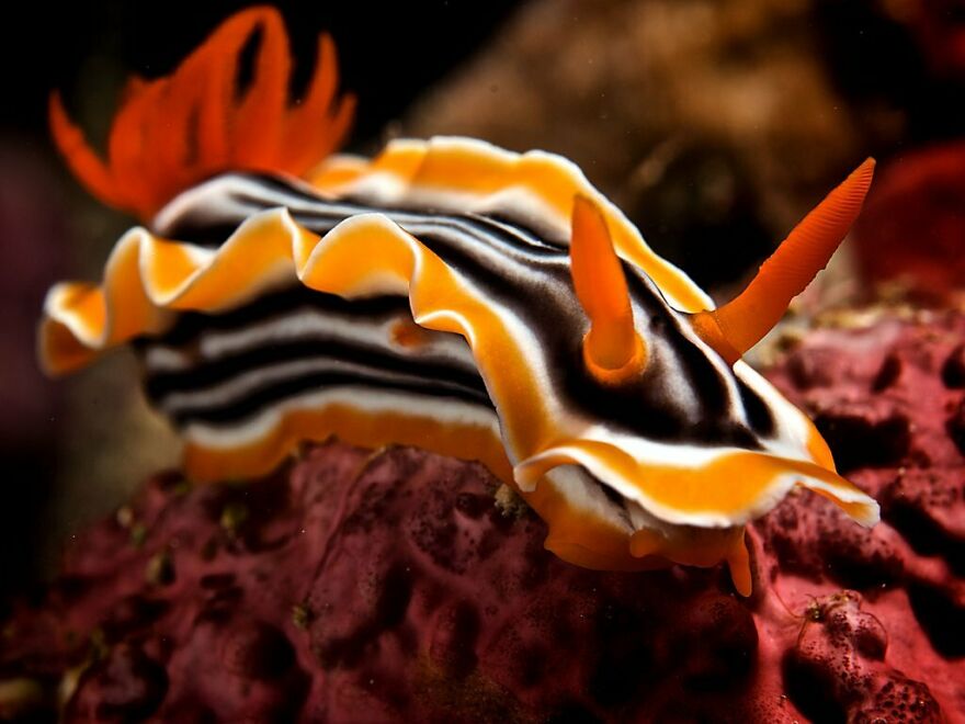 I Scoured The Internet(And My Gallery), So You Can Witness The Beauty Of Nudibranchs!