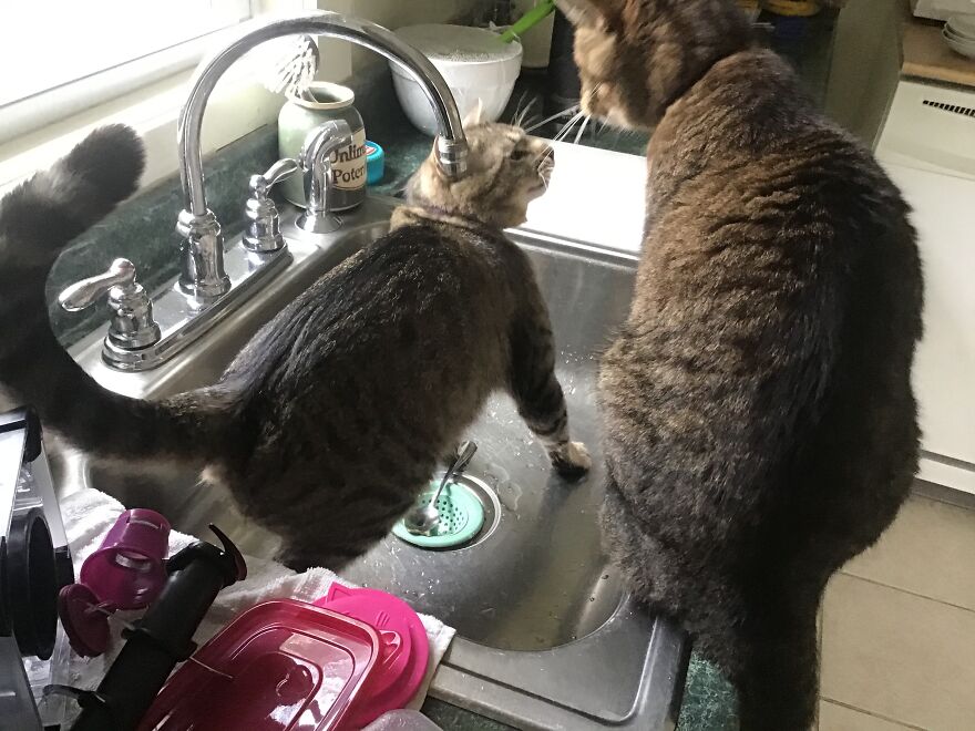My Dorky Cat Sam In The Sink