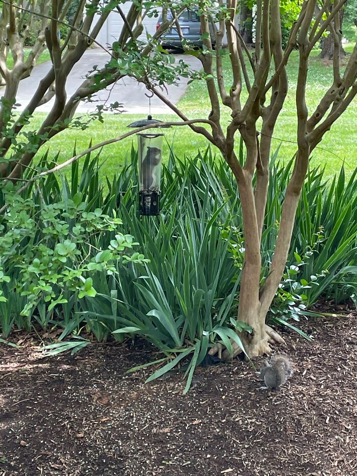 My 4-Year-Old... "Mom, There's A Squirrel Customer Outside And Um.. He's Freaking Out A Little Bit." Sliiiiiight Understatement