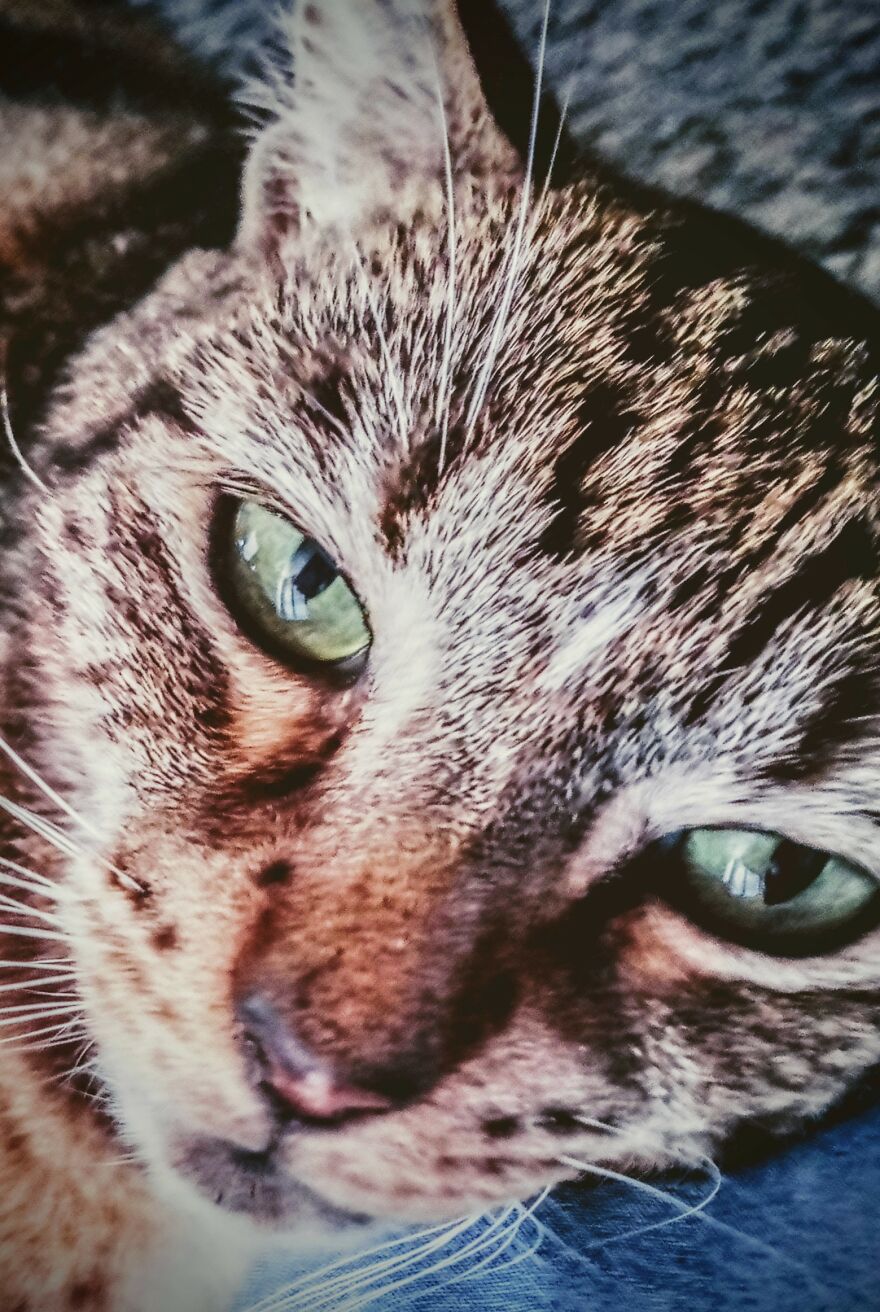 A Cat Photo I Took And Edited