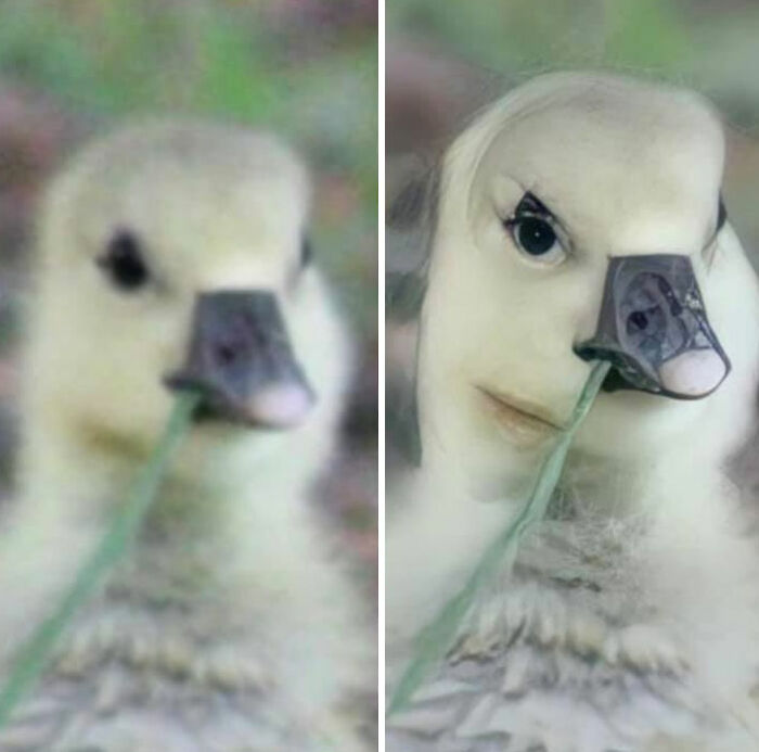 A Family Of Geese Came Over To Me When I Was Sitting In The Park, I Took A Photo Of A Cute Gosling, When I Viewed My Photos I Was Disappointed That It Was Blurry... My Daughter Said “I’ve Got An App That Sharpens Photos”