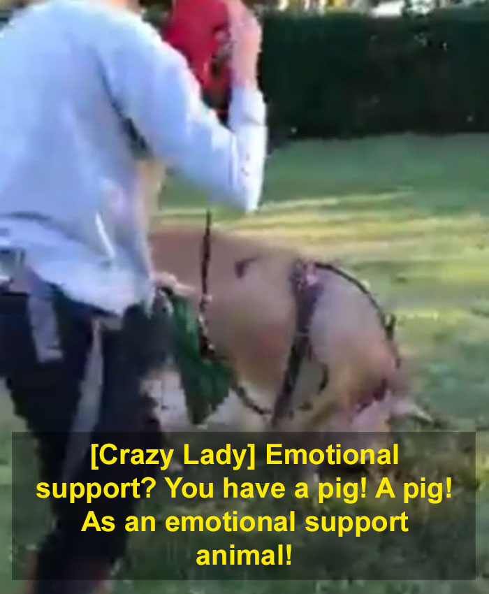 Local Karen Spots A Woman Taking Her Emotional Support Pig On A Walk And Loses It