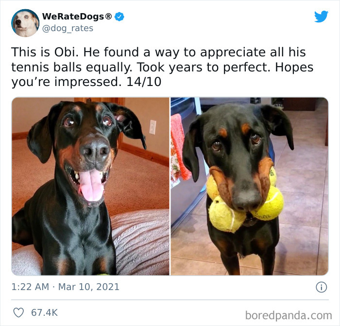 Dog-Rates-Twitter