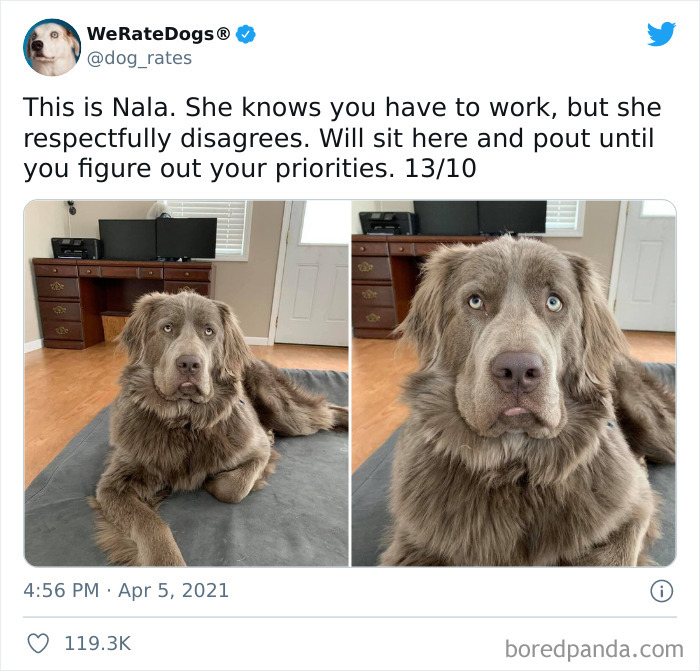 Dog-Rates-Twitter