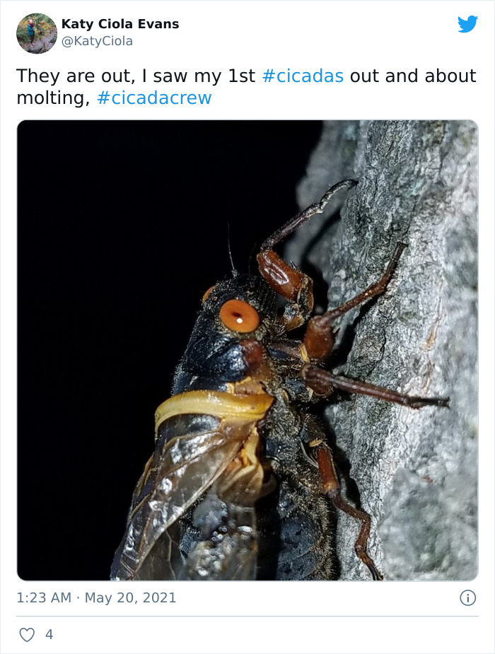 Cicadas-Emerge-After-17-Years