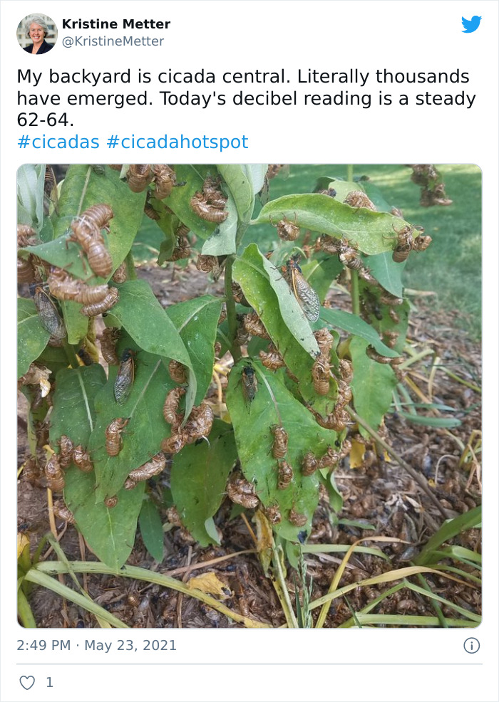 Cicadas-Emerge-After-17-Years