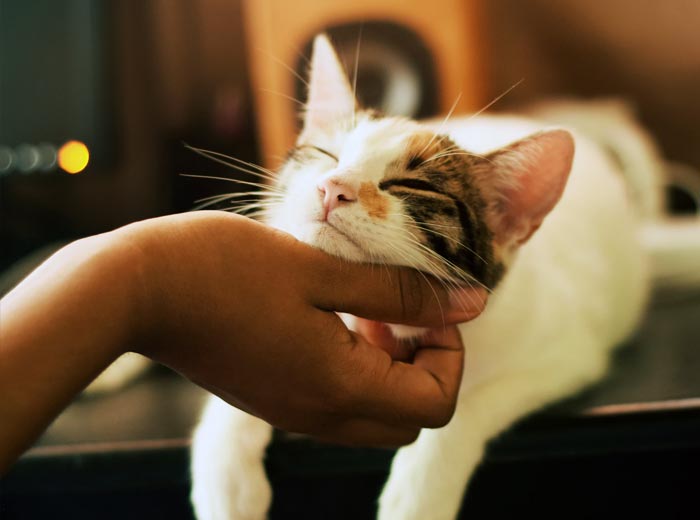 30 Incredibly Kind Acts Pets Did For Their Owners That Prove A Pet's Love Has No Limits