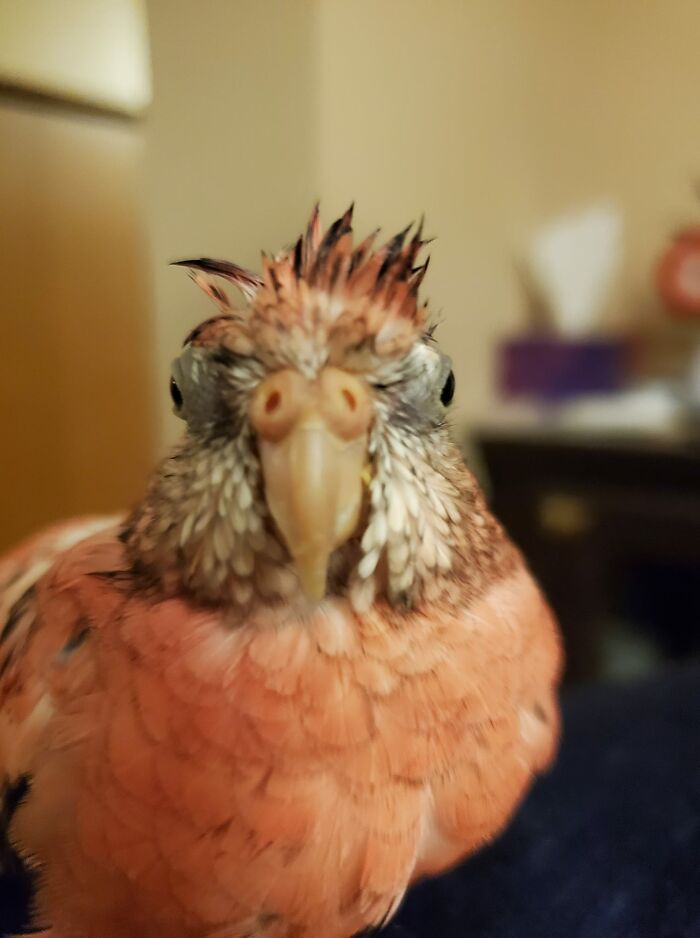 Phoebe And Her After Bath Feathers