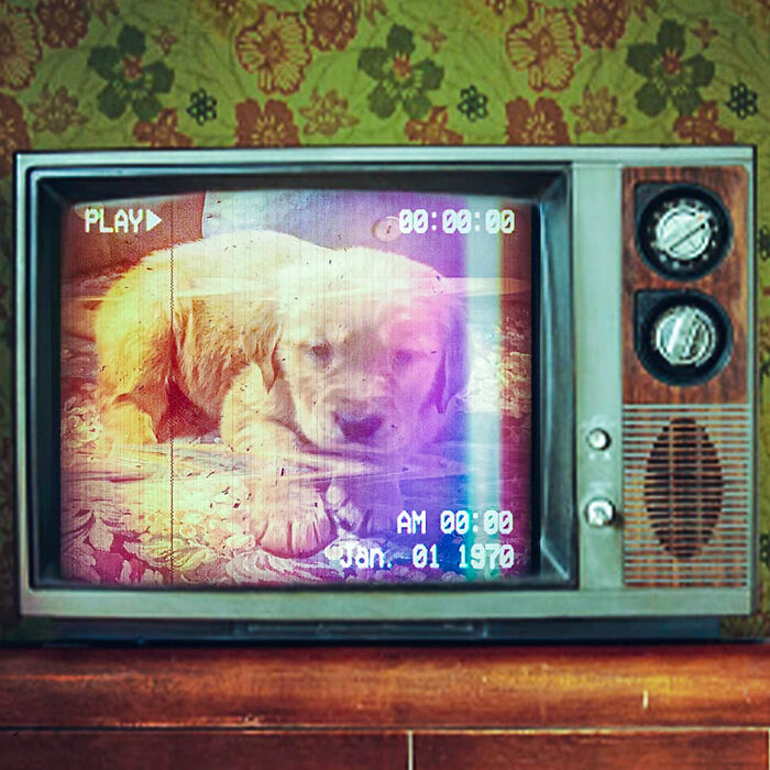 This Is Our Dog As A Puppy Photoshopped Into An Old TV. Dogs Are Timeless!