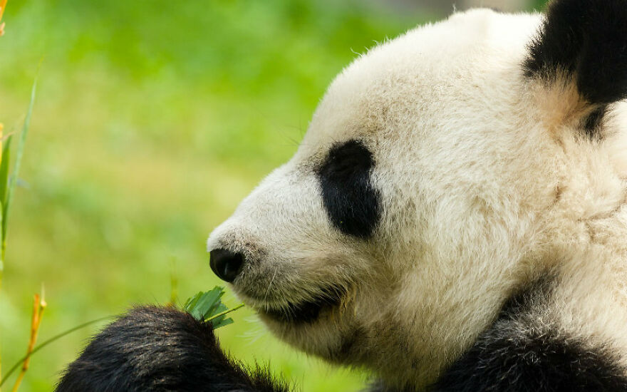 20 Interesting Facts About Giant Pandas