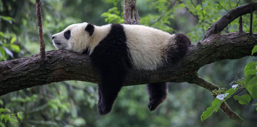 20 Interesting Facts About Giant Pandas
