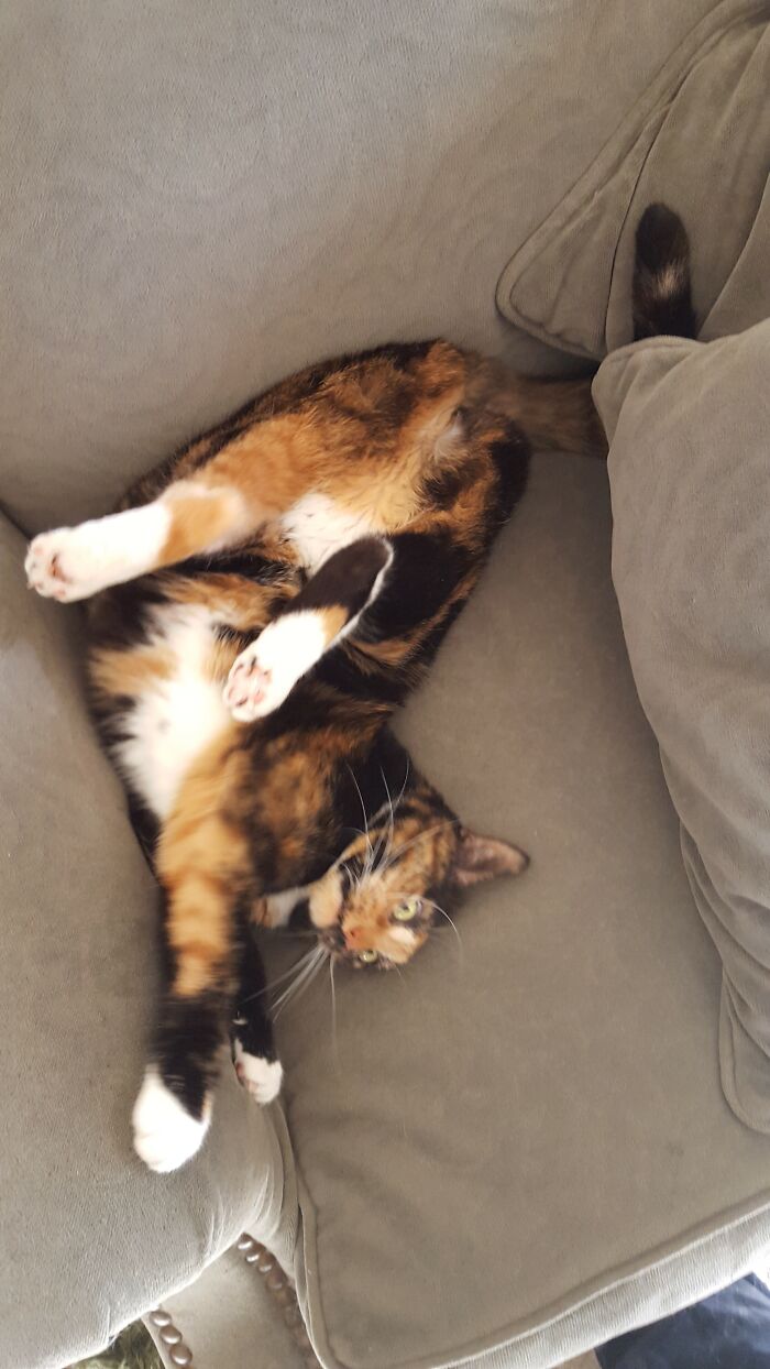 Tiny Cat Enjoys Laying Upside Down In Her Favorite Chair