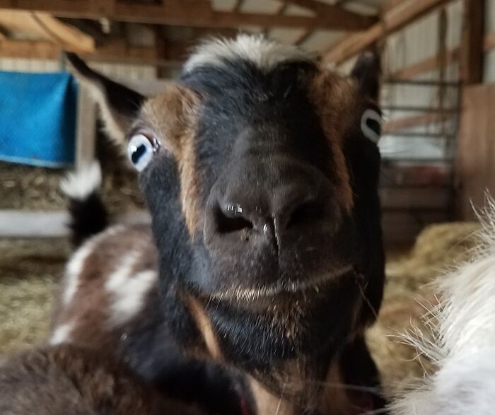 Goats Are Beautiful, But They're Also Giant Derps