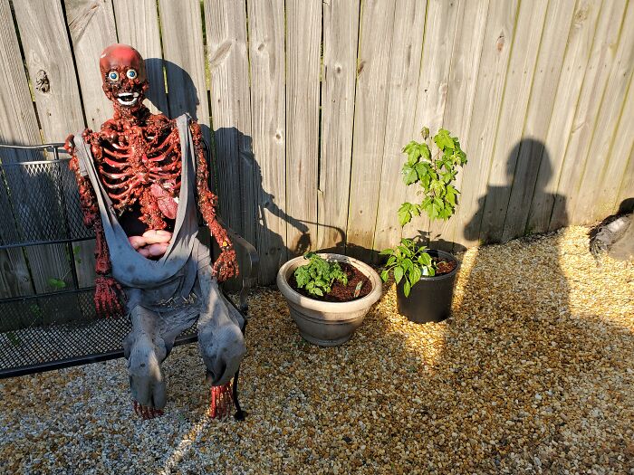 I Started A Little Garden In My Backyard And Forgot About My Skeleton Sitting There. I Guess He Is Now My Official Scarecrow!