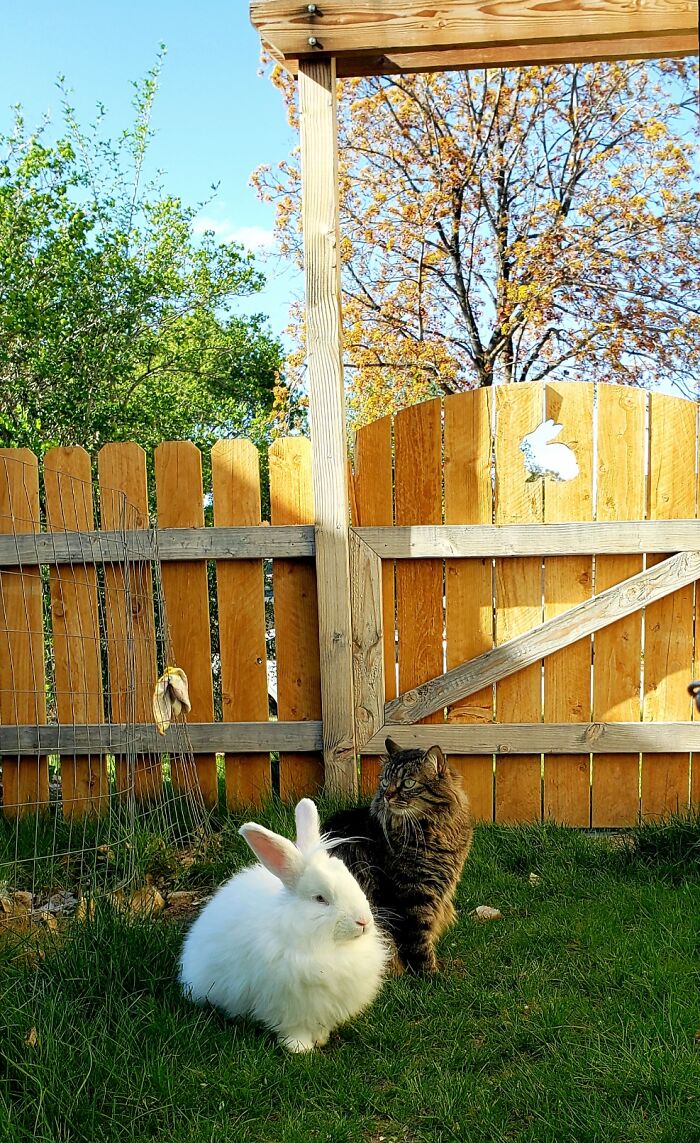 Benny & Rex, Yard Kings. They Aren't Bffs, But Will Give Each Other Nose Boops Of Respect.