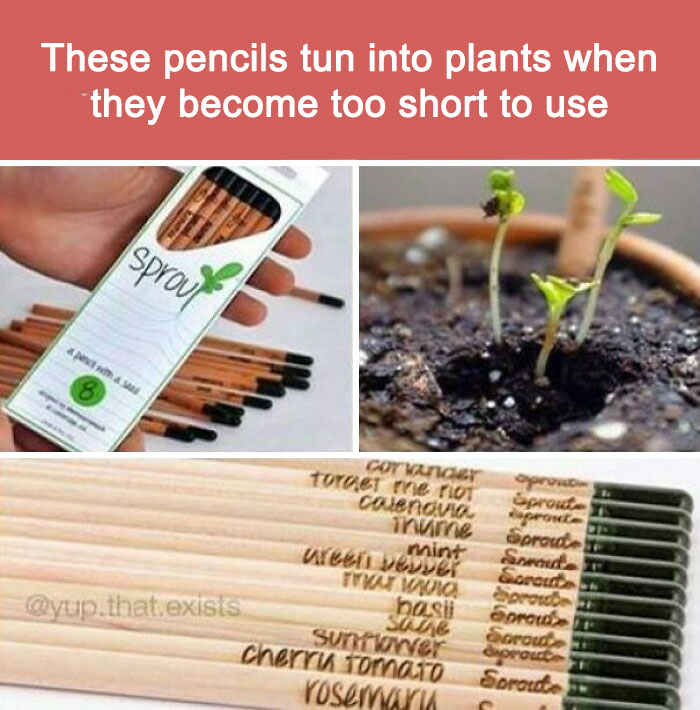 Pencils That Can Be Planted And Grow Into Kitchen Spices When They Become To Small To Use