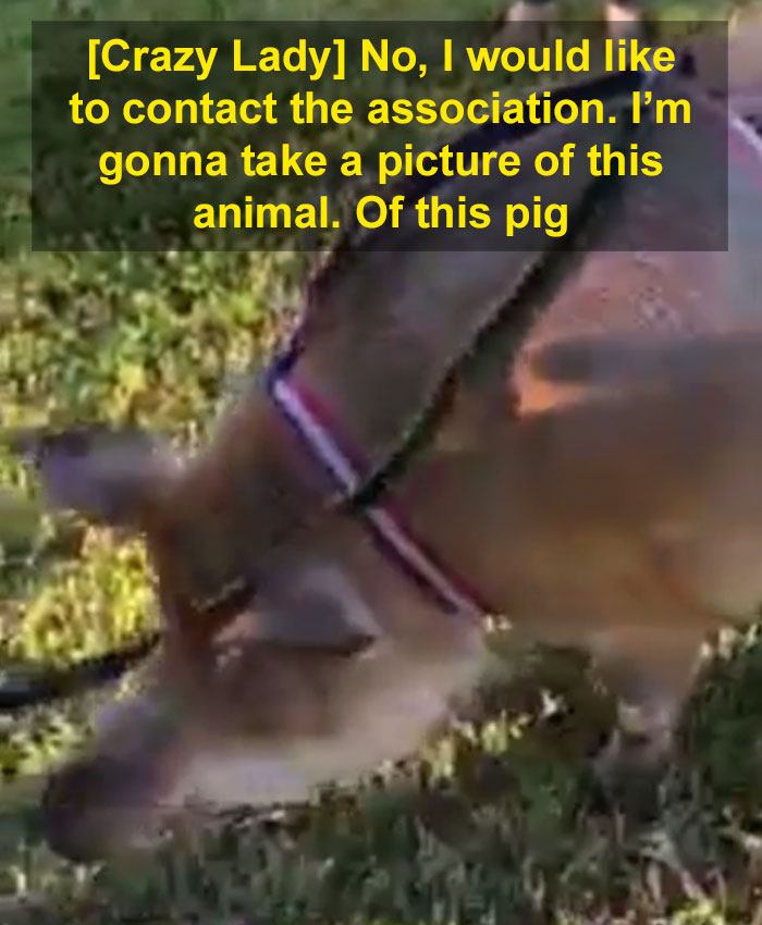 Local Karen Spots A Woman Taking Her Emotional Support Pig On A Walk And Loses It